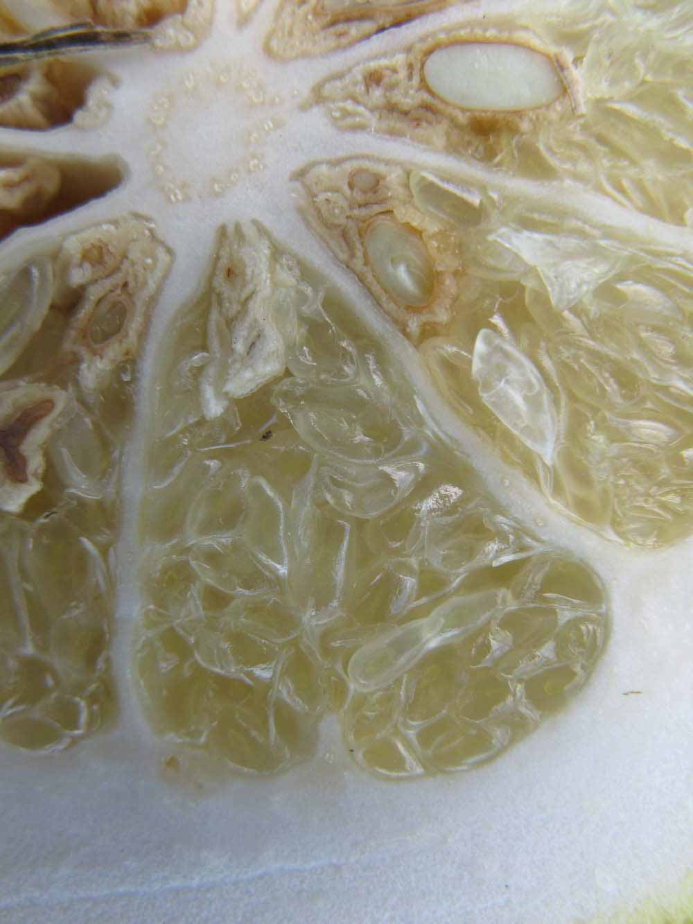              Fruit cross-section (Winter Haven, FL)       